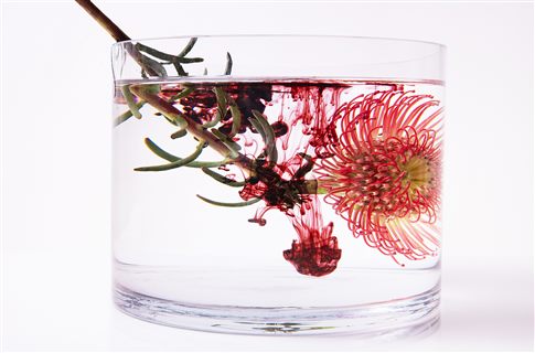 Bloom Infusion